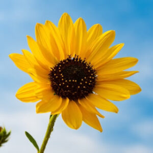 Cuidados del girasol: Cómo mantener radiantes estas flores amarillas